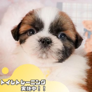 シーズー【静岡県・男の子・2025年3月4日・ホワイト&ゴールド】の写真「GW特別🎈わんちゃん見学フェス🐾」