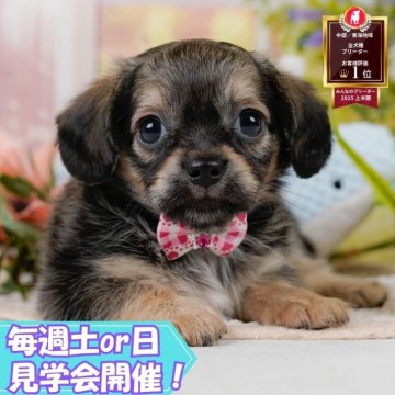 チワックス(チワワ×ダックスフンド)【静岡県・女の子・2025年7月25日・フォーン】の写真「🐶10/11(土)🐾わんちゃんの見学会開催🎉」