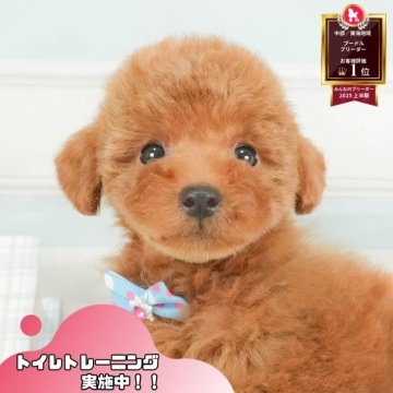 トイプードル(トイ)【静岡県・男の子・2025年8月7日・レッド】の写真「🐶🎃10/25(土)子犬の見学会開催🎃🐶」