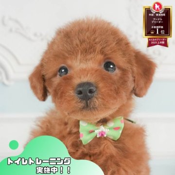 トイプードル(トイ)【静岡県・男の子・2025年7月13日・レッド】の写真「🐾🎃10/18(土)こいぬの見学会開催🎃🐾」