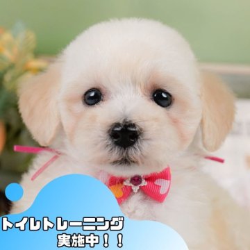 ミックス(ビションフリーゼ×トイプードル)【静岡県・女の子・2025年3月28日・クリーム】の写真「💖5/25(日)ワンちゃんの見学会開催🎉」
