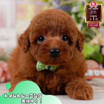 トイプードル(トイ)【静岡県・男の子・2025年7月6日・レッド】の写真「🐶🎃10/25(土)子犬の見学会開催🎃🐶」
