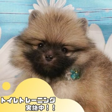 ポメラニアン【静岡県・男の子・2025年4月14日・ウルフセーブル】の写真「🐶🌱6/8(日)子犬の見学会開催🌱🐶」