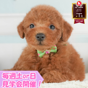 トイプードル(トイ)【静岡県・男の子・2025年7月13日・レッド】の写真「🐶10/5(日)プードル/MIXの見学会開催💞」