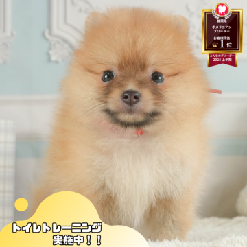 ポメラニアン【静岡県・女の子・2025年7月13日・オレンジ】の写真「🐶9/27(土)こいぬの見学会開催🎉」