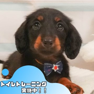 ミニチュアダックスフンド(ロング)【静岡県・女の子・2025年4月4日・ブラック&タン】の写真「🐶5/31＆6/1の2日間連続開催✨」