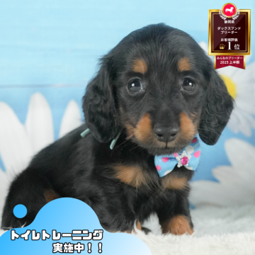 ミニチュアダックスフンド(ロング)【静岡県・男の子・2025年7月4日・ブラック&タン】の写真「🐶9/27(土)こいぬの見学会開催🎉」