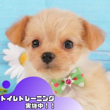 チワプー(トイプードル×チワワ)【静岡県・女の子・2024年10月6日・アプリコット】の写真「🐶12/8(日)ワンちゃんの見学会追加開催🎉」