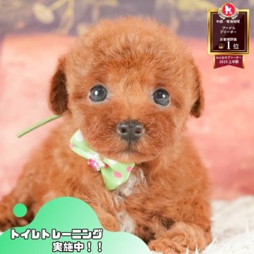 トイプードル(トイ)【静岡県・男の子・2025年8月6日・レッド】の写真「🐶【11/1・3】選べる体験会＆見学会開催🎉」