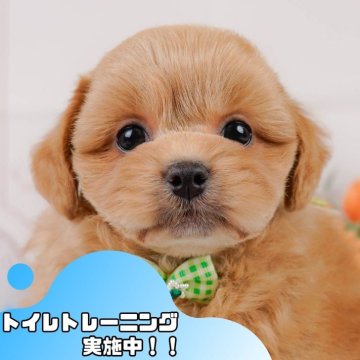 ペキプー(ペキニーズ×トイプードル)【静岡県・男の子・2025年3月9日・レッド】の写真「6/15は父の日見学会🐾運命の出会いを💙」