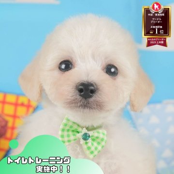 トイプードル(トイ)【静岡県・男の子・2025年9月16日・クリーム】の写真「🐶11/3(月・祝)こいぬの見学会開催🎉」