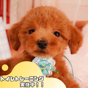 トイプードル(トイ)【静岡県・男の子・2025年3月22日・レッド】の写真「💐母の日🌹ワンちゃんの見学会開催💛」