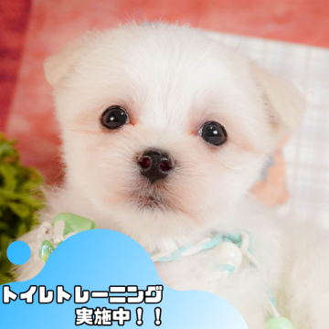 マルチーズ【静岡県・男の子・2025年3月12日・ホワイト】の写真「💐母の日🌹ワンちゃんの見学会開催💛」