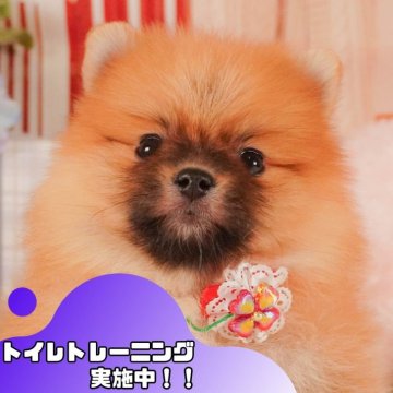 ポメラニアン【静岡県・女の子・2025年3月25日・オレンジ】の写真「🐶5/17(土)ワンちゃんの見学会開催🌷」