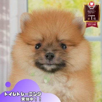 ポメラニアン【静岡県・女の子・2025年6月16日・オレンジ】の写真「🌻8/17(日)プードル/MIXの見学会開催🎉」