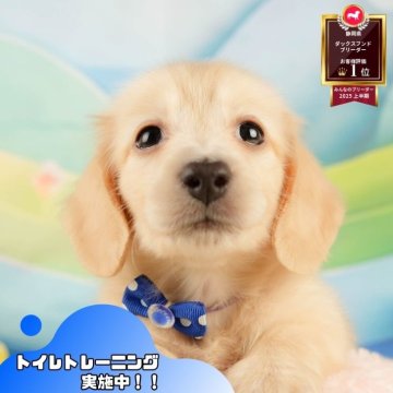 ミニチュアダックスフンド(ロング)【静岡県・男の子・2025年10月27日・イエロー】の写真「✨🎅12/14こいぬの見学会🎅✨ 残り5枠‼️」