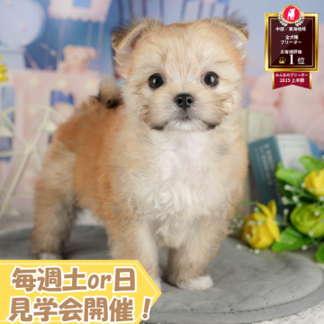 チワマル(マルチーズ×チワワ)【静岡県・男の子・2025年7月8日・フォーン&ホワイト】の写真「🐶10/5(日)プードル/MIXの見学会開催💞」