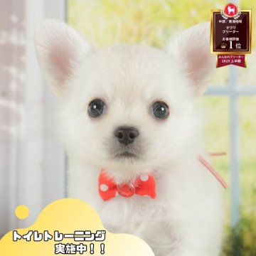 チワワ(ロング)【静岡県・男の子・2025年7月6日・ホワイト】の写真「8/23全犬種見学会🐶8/24は安心相談会開催！」