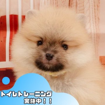 ポメラニアン【静岡県・女の子・2025年4月14日・クリームセーブル】の写真「🐶🌱6/8(日)子犬の見学会開催🌱🐶」