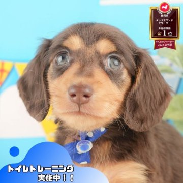 ミニチュアダックスフンド(ロング)【静岡県・男の子・2025年9月30日・チョコレート&タン】の写真「🍂🐾11/22～24開催🍁お迎え前相談会🎉」