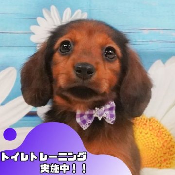 ミニチュアダックスフンド(ロング)【静岡県・女の子・2025年4月4日・シェーデッドレッド】の写真「⚠️追加開催決定！5/24(土)も見学会します🎉」