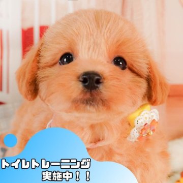 マルプー(マルチーズ×トイプードル)【静岡県・女の子・2025年3月13日・アプリコット】の写真「💐母の日🌹ワンちゃんの見学会開催💛」