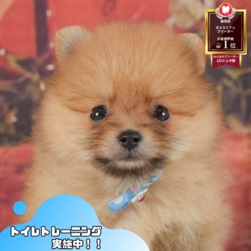 ポメラニアン【静岡県・女の子・2025年6月16日・オレンジ】の写真「🐶🍉8/3(日)わんちゃんの見学会開催🍉🐶」