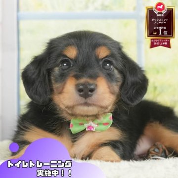 ミニチュアダックスフンド(ロング)【静岡県・男の子・2025年7月2日・ブラックタン】の写真「🌻8/17(日)プードル/MIXの見学会開催🎉」