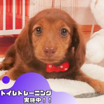 ミニチュアダックスフンド(ロング)【静岡県・女の子・2025年4月7日・シェーデッドレッド】の写真「🐶5/31＆6/1の2日間連続開催✨」