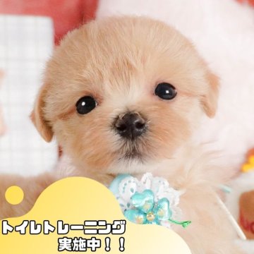 マルプー(マルチーズ×トイプードル)【静岡県・女の子・2025年2月26日・クリーム】の写真「GW特別🎈わんちゃん見学フェス🐾」