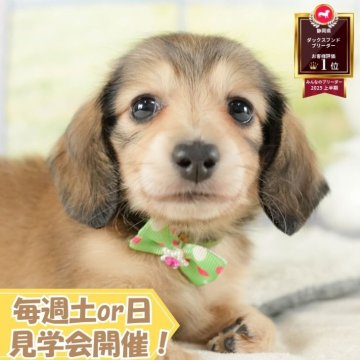ミニチュアダックスフンド(ロング)【静岡県・女の子・2025年8月9日・シェーデッドイエロー】の写真「🐶9/27(土)こいぬの見学会開催🎉」