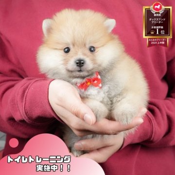 ポメラニアン【静岡県・女の子・2025年10月20日・オレンジ】の写真「✨🎅12/14こいぬの見学会🎅✨ 残り5枠‼️」