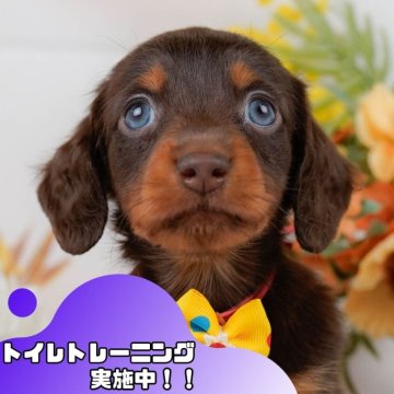 ミニチュアダックスフンド(ロング)【静岡県・男の子・2025年3月31日・チョコレートタン】の写真「⚠️追加開催決定！5/24(土)も見学会します🎉」