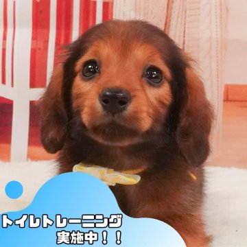 ミニチュアダックスフンド(ロング)【静岡県・女の子・2025年4月4日・シェーデッドレッド】の写真「⚠️追加開催決定！5/24(土)も見学会します🎉」