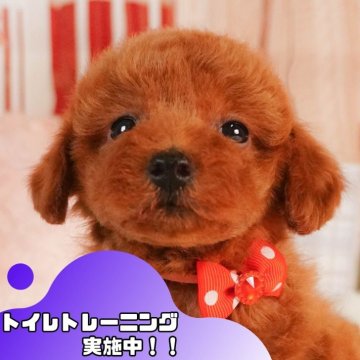 トイプードル(トイ)【静岡県・女の子・2025年3月19日・レッド】の写真「GW特別🎈わんちゃん見学フェス🐾」