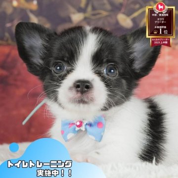 チワワ(ロング)【静岡県・男の子・2025年7月10日・ブラックタン&ホワイト】の写真「🐶9/14・15こいぬの見学会連続開催🎉」