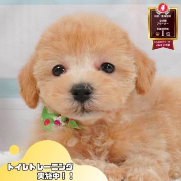 マルプー(マルチーズ×トイプードル)【静岡県・男の子・2025年5月8日・アプリコット】の写真「🌻8/17(日)プードル/MIXの見学会開催🎉」