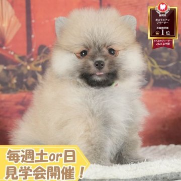 ポメラニアン【静岡県・女の子・2025年7月4日・クリームセーブル】の写真「🐶10/5(日)プードル/MIXの見学会開催💞」