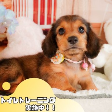 ミニチュアダックスフンド(ロング)【静岡県・男の子・2025年2月27日・シェーデッドレッド】の写真「GW特別🎈わんちゃん見学フェス🐾」