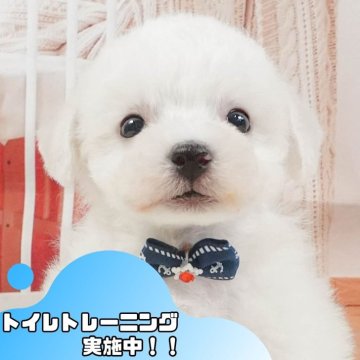 ビションフリーゼ【静岡県・男の子・2025年5月2日・ホワイト】の写真「七夕前✨7/6わんちゃん見学会🐾」