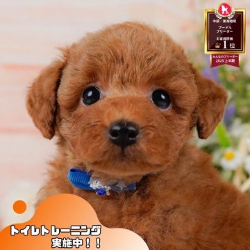 トイプードル(トイ)【静岡県・男の子・2025年7月6日・レッド】の写真「11/8静岡限定イベント🎯11/9見学会開催🐶」