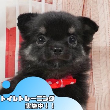 チワワ(ロング)【静岡県・男の子・2025年5月10日・ブラックタン&ホワイト】の写真「💬6/29限定！子犬のお迎え前相談会🐾🌟」