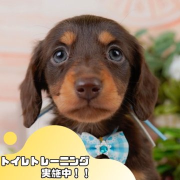 ミニチュアダックスフンド(ロング)【静岡県・男の子・2025年3月31日・チョコレートタン】の写真「💖5/25(日)ワンちゃんの見学会開催🎉」