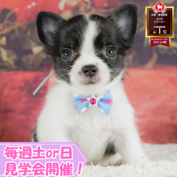 チワワ(ロング)【静岡県・男の子・2025年7月10日・ブラックタン&ホワイト】の写真「🐶10/5(日)プードル/MIXの見学会開催💞」