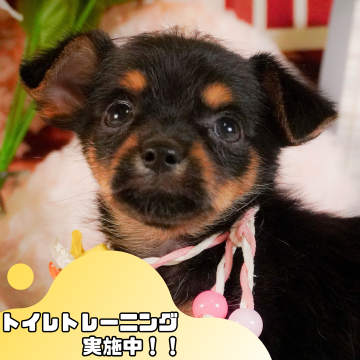 チーキー(チワワ×ヨークシャーテリア)【静岡県・男の子・2025年3月7日・ブラックタン】の写真「GW特別🎈わんちゃん見学フェス🐾」