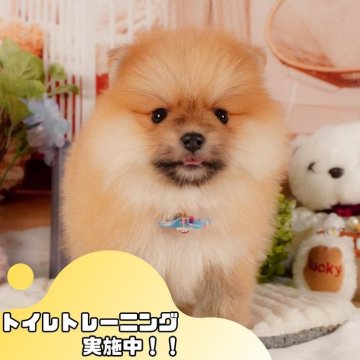 ポメラニアン【静岡県・女の子・2025年3月25日・オレンジ】の写真「🐶5/17(土)ワンちゃんの見学会開催🌷」