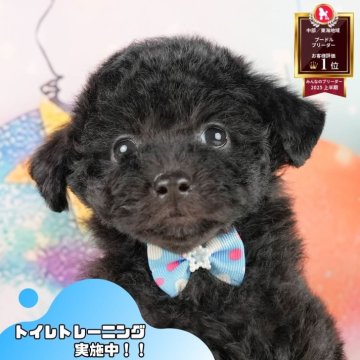 トイプードル(トイ)【静岡県・男の子・2025年10月17日・ブラック】の写真「✨🎅12/14こいぬの見学会🎅✨ 残り5枠‼️」