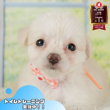 チワプー(チワワ×トイプードル)【静岡県・女の子・2025年6月1日・クリーム】の写真「🐶🍉8/3(日)わんちゃんの見学会開催🍉🐶」