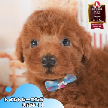 トイプードル(トイ)【静岡県・男の子・2025年7月1日・レッド】の写真「🌻8/17(日)プードル/MIXの見学会開催🎉」
