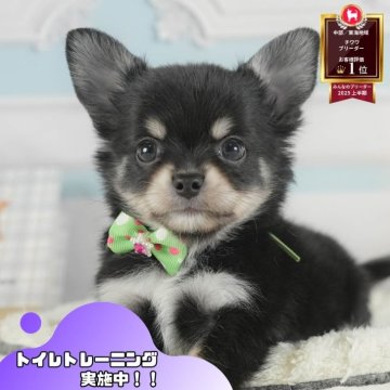 チワワ(ロング)【静岡県・男の子・2025年7月6日・ブラックタン】の写真「8/23全犬種見学会🐶8/24は安心相談会開催！」